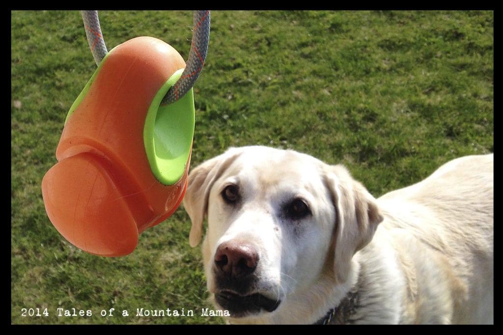 Joining the Dublin Dog Ambassador Team + Giveaway Tales of a Mountain