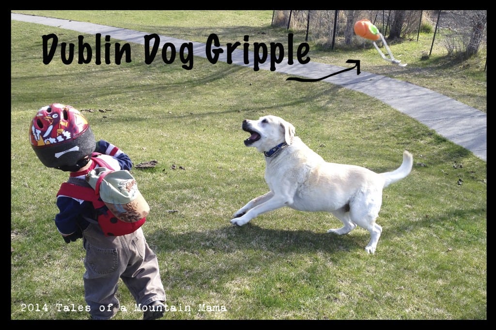 Joining the Dublin Dog Ambassador Team + Giveaway Tales of a Mountain