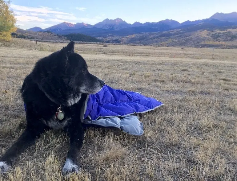 Top Gear for Hiking Dogs Tales of a Mountain Mama