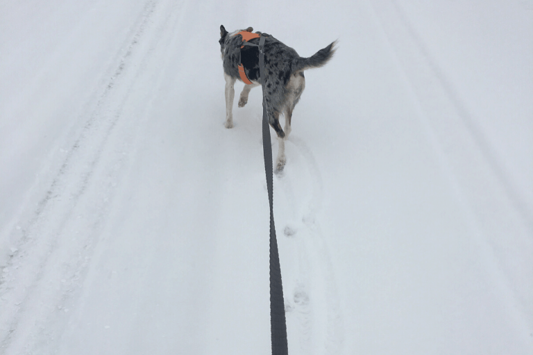Learning Dog Joring + Ruffwear Omnijore System Tales of a Mountain Mama