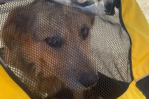 burley tail wagon craigslist