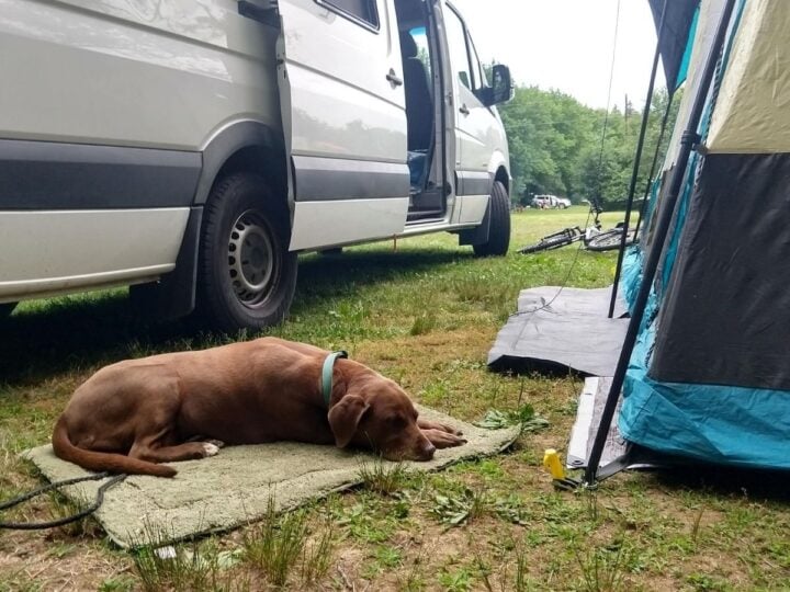 7 Ways to Keep Your Dog Busy at Camp – YouDidWhatWithYourWiener.com