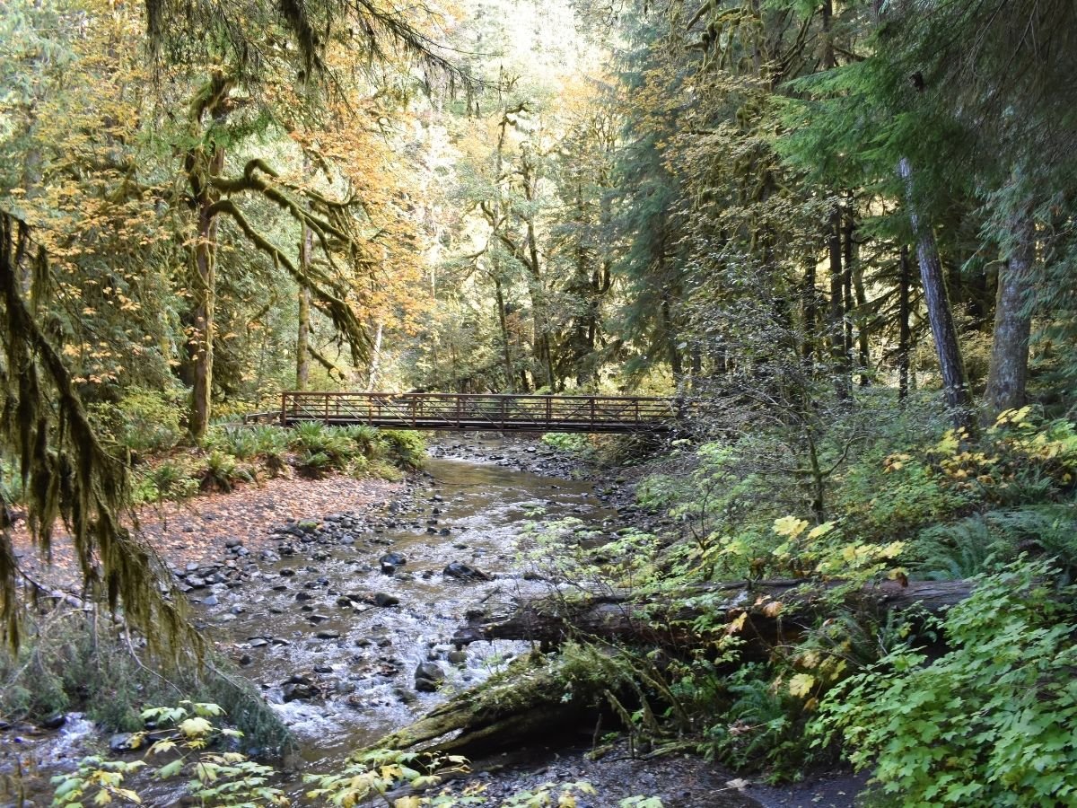 Bridge leading over river during autumn in Olympic National Park