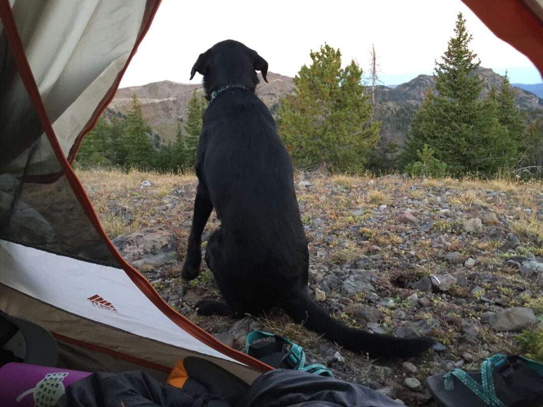 The Best Dog Camping Gear Tales of a Mountain Mama