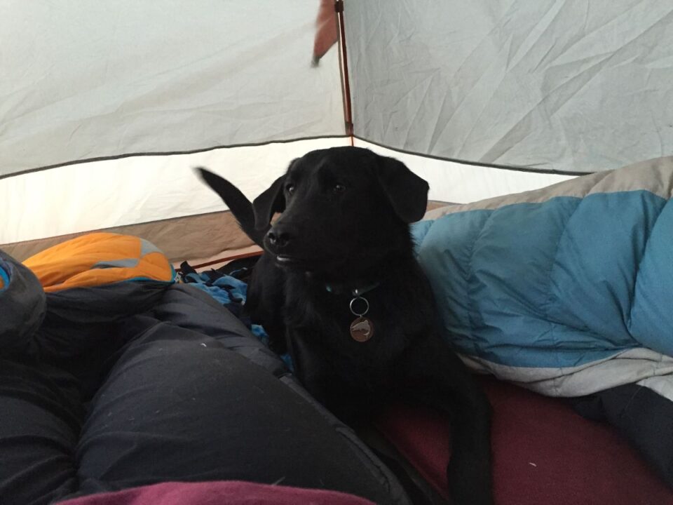 The Best Dog Camping Gear Tales of a Mountain Mama