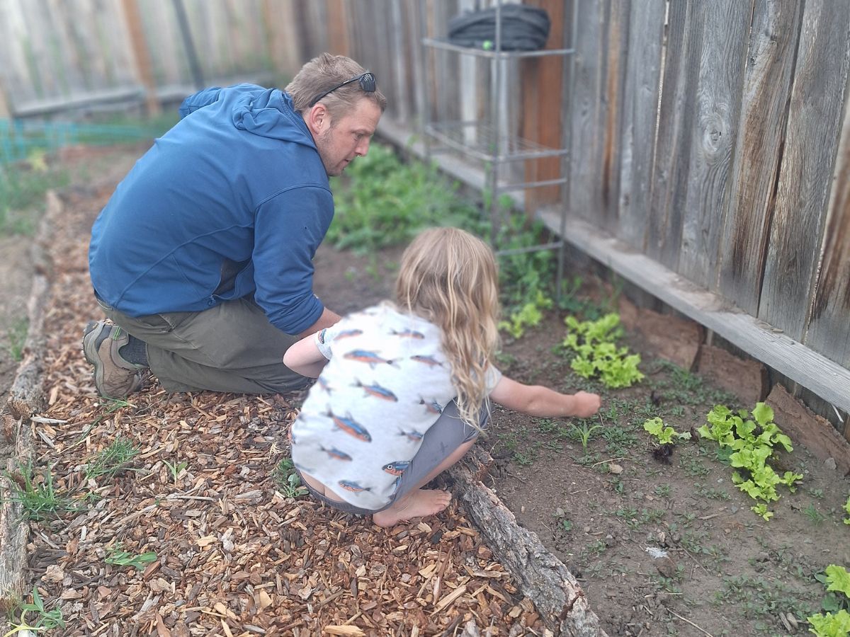 A father and son work in a backyard garden.