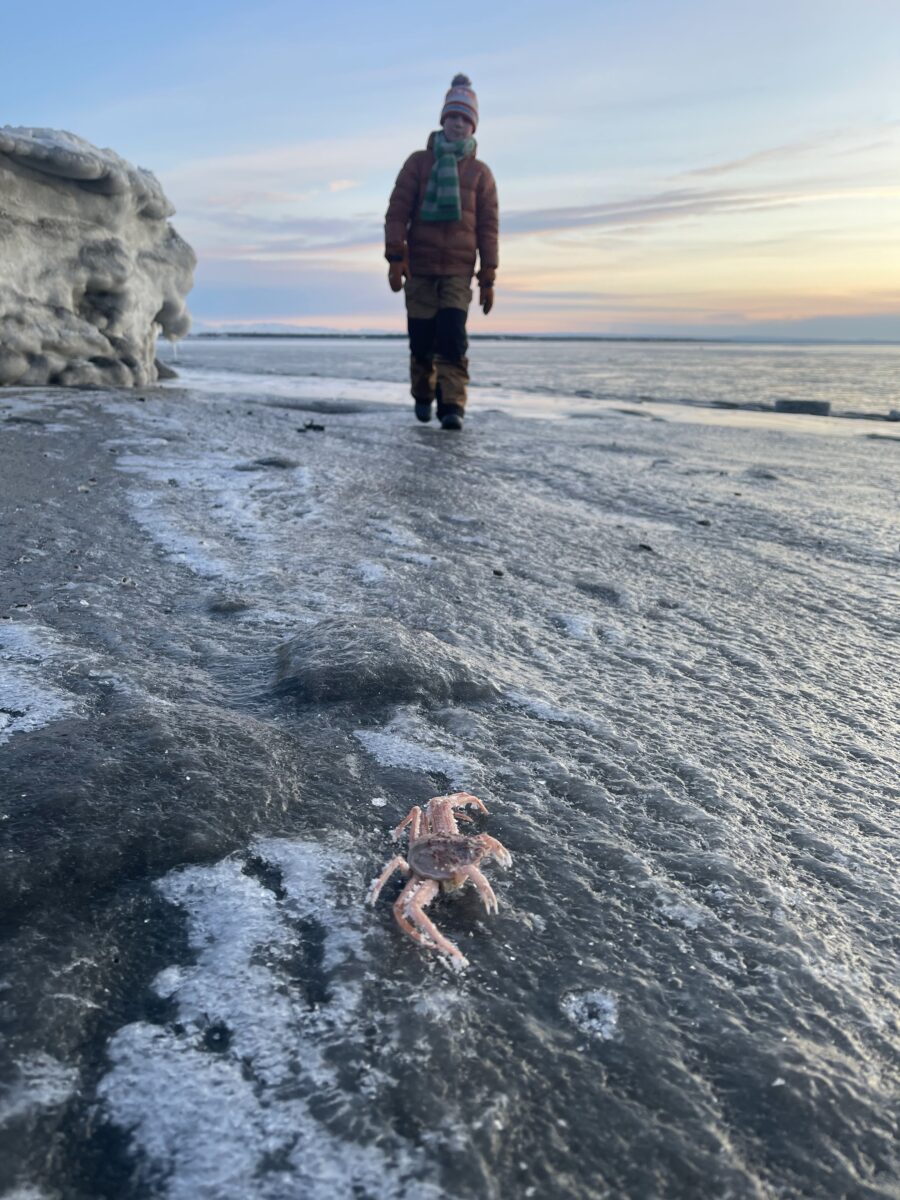A kid walking on a frozen beach with a frozen crab in the foreground.