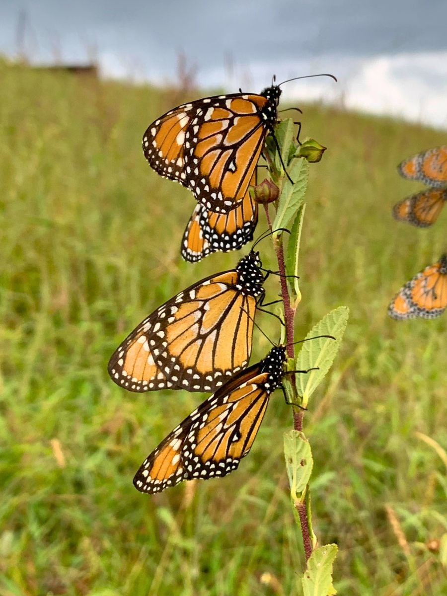 CitizenScienceforKids1 Several butterflies resting on a plant